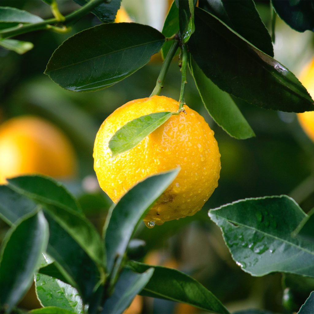 Árboles Frutales