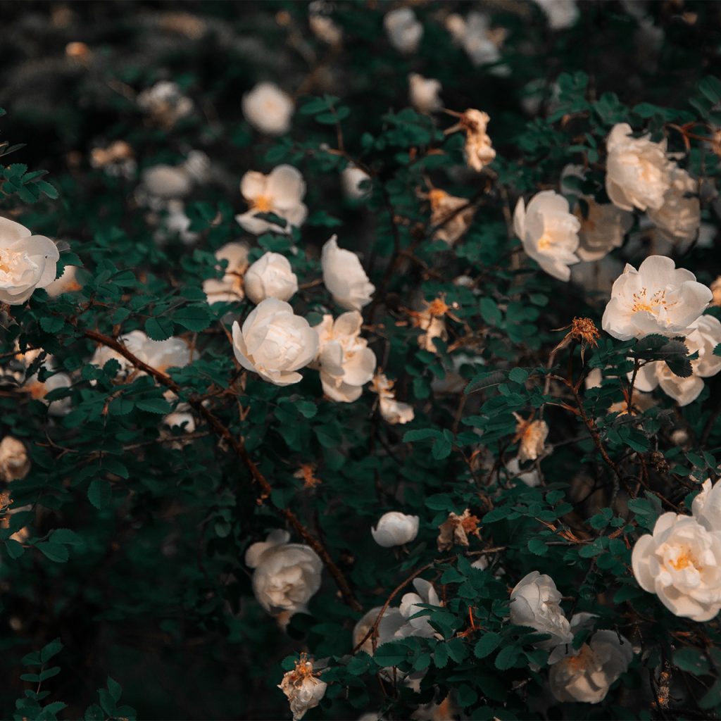 Plantas Productoras de Flores